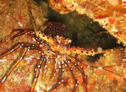 Two lobsters... by David Johnson 
